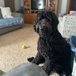 Reese - Black Goldendoodle puppy in Minerva, Ohio from Milligan Valley Goldens & Doodles