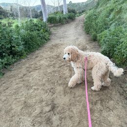 Goldendoodle All Grown Up from Golden Hearted Goldendoodles
