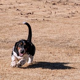 Basset Hounds from High Desert Hounds UT