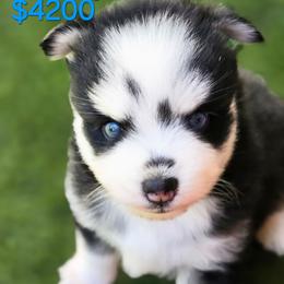 Woody - Black and white male Pomsky puppy in Fredericksburg, Virginia from Purely Pomskies