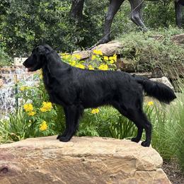Emmy - Flat-Coated Retriever