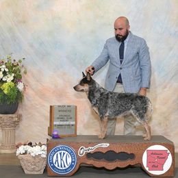 Raven - Australian Cattle Dog
