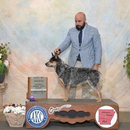 Raven - Australian Cattle Dog