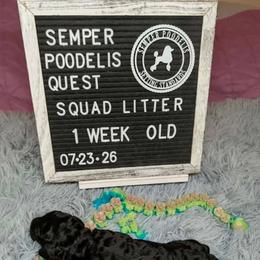 Rhiannon - Black female Poodle puppy in Vail, Arizona from Semper Poodelis