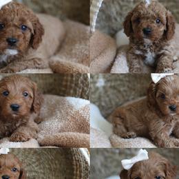 Cavapoos, Goldendoodles, and Poodles from Dlm_doodles