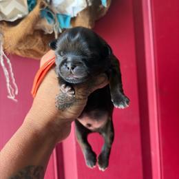 Harbor - Chocolate male Shih Tzu puppy in Manahawkin, New Jersey from Lilly’s Seashore Shih Tzus