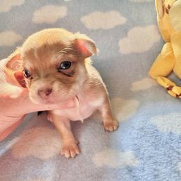 Ruby - Red and white female Chihuahua puppy in Canton, Ohio from Elysium Fields Chihuahuas
