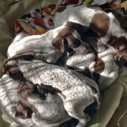 German Shorthaired Pointers from Topline Kennels