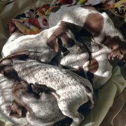 German Shorthaired Pointers from Topline Kennels