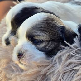 Mal-Shi Puppies from Gemstone Exclusive Pups of Florida