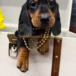 Frankie (Yellow - Black and tan female Dachshund puppy in Leoma, Tennessee from Southbound Kennel