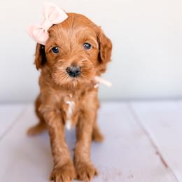 Nova - Red  female Goldendoodle puppy in Garden Grove, California from Sunkissed Doodles