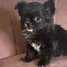 Colby - Black and white female Chihuahua puppy in Northboro, Iowa from So Sweet Chihuahuas