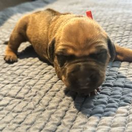 Girl 2 Red Collar - Rd whtn blk nose female Rhodesian Ridgeback puppy in Surprise, Arizona from Arizona Ridgebacker
