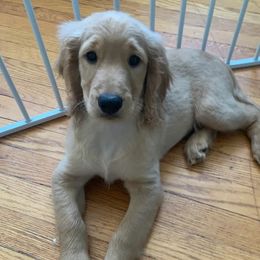 Double Doodle All Grown Up from COCKADOODLEPOO