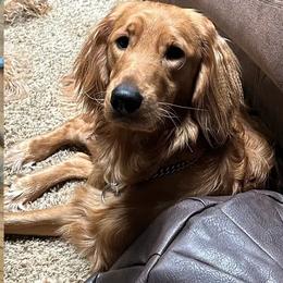 Double Doodle All Grown Up from COCKADOODLEPOO