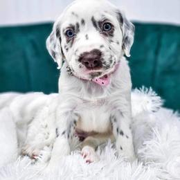 Dalmatian Puppies from Spotted Jewels Dalmatians
