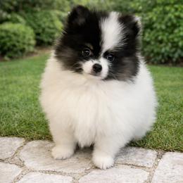 Eli - Black and tan parti male Pomeranian puppy in New Oxford, Pennsylvania from J&T French Bulldog & Pomeranian Palacio