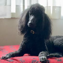 Poodles from Sweet Standards