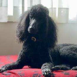 Poodles from Sweet Standards