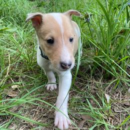 Oxyale - Sable merle and white female Collie puppy in Bamberg, South Carolina from Shakhor Ohr Collies and Pomeranians