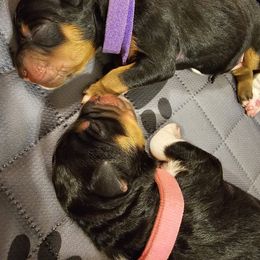 Aussiedoodle Puppies from Parrish Precious Ones
