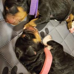 Aussiedoodle Puppies from Parrish Precious Ones