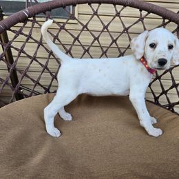 Cinnamon (Lemon Spotted) - White and liver brown female Dalmatian puppy in Salem, Missouri from Paradise Spots Dalmatians