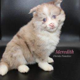 Pomsky Puppies from Florida Pomskies