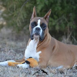Cendi - Boxer