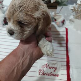 Cocker Spaniel Puppies from Hartwell Cocker Spaniel Kennel