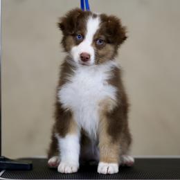 Australian Shepherd, Miniature American Shepherd, Miniature Australian Shepherd, and Toy Australian Shepherd Puppies from Painted Blue Aussies