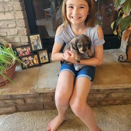 Dachshund Puppies from Two River Wirehaired Dachshunds