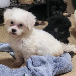 Mal-Shi, Maltese, and Shih Tzu Puppies from Natalie's Happy Fur Paw Shih-Tzues and More