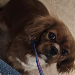 Penny - Cavapoo