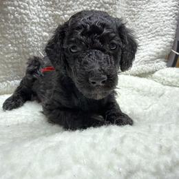 Rudolph - Black male Poodle puppy in Dayton, Texas from Wolfe Island Poodles