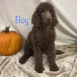 Poodle Puppies from Marion Standard Poodles