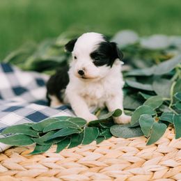 Aussiedoodle and Poodle Puppies from Out West Doodles
