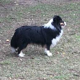 Miracle - Black white and tan female Shetland Sheepdog puppy in Florida from Idlewild Shetland Sheepdogs