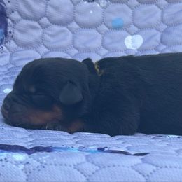 Gold - Black and mahogany male Rottweiler puppy in Crothersville, Indiana from The Solid Rock Kennel