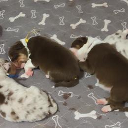 Australian Shepherd Puppies from Shadowood Australian Shepherds