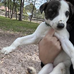 Greyhound Puppies from Greyhound Puppy Havens