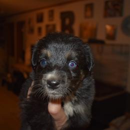 Sweet potato - Black tri-color female Australian Shepherd puppy in Altmar, New York from E&C Australian Shepherds