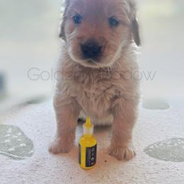 Bubbles - Light golden male Golden Retriever puppy in Florida from Golden Meadow