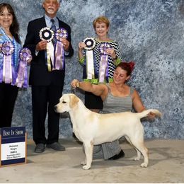 Hoku - Labrador Retriever