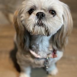 Tracey Mae - Lhasa Apso