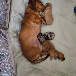 Dachshund puppies from Mini Doxie Mischief Makers