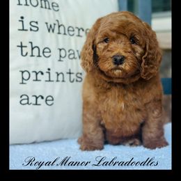 Boy 1 - Red male Australian Labradoodle puppy in Florence, New Jersey from Royal Manor Labradoodles