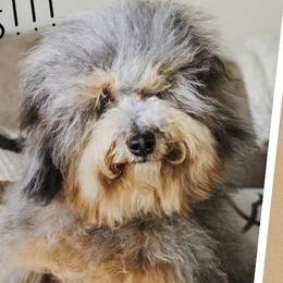 Pixie - Bernedoodle