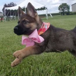 German Shepherd Puppies from My Bodyguard German Shepherd Dogs